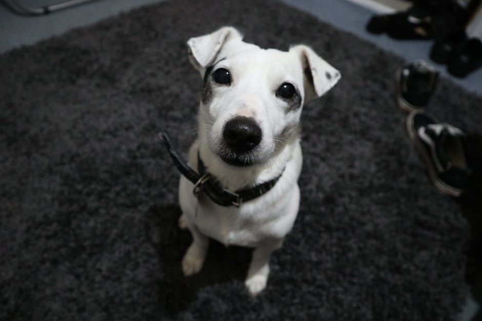 Close-up view of a small white dog with black markings on its face and ears, sitting on a dark gray, textured carpet in a room. The dog is looking directly at the camera with a curious expression, and is wearing a black collar. In the background, there are some shoes and other household items partially visible, with soft ambient lighting illuminating the scene. The environment appears tidy and clean, consistent with surface cleaning or domestic deep cleaning in a residential space. The image is related to cleaning topics such as pet stain and odour removal, as featured on the page Pet Stains & Odours in SW19: Affordable Removal Options, MERTON by Carpet Cleaners Merton.
