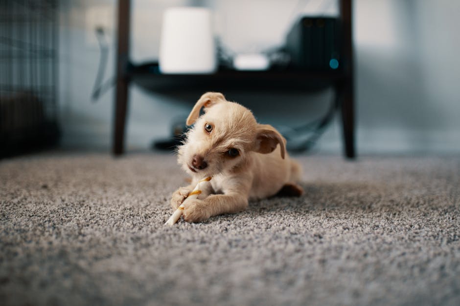 Close-up view of a small white dog with black markings on its face and ears, sitting on a dark gray, textured carpet in a room. The dog is looking directly at the camera with a curious expression, and is wearing a black collar. In the background, there are some shoes and other household items partially visible, with soft ambient lighting illuminating the scene. The environment appears tidy and clean, consistent with surface cleaning or domestic deep cleaning in a residential space. The image is related to cleaning topics such as pet stain and odour removal, as featured on the page Pet Stains & Odours in SW19: Affordable Removal Options, MERTON by Carpet Cleaners Merton.